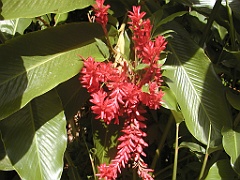 Jamaica06 (414)
